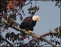 _0SB8069 american bald eagle